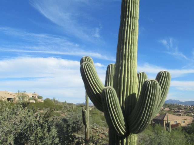 A saguaro cactus in Fountain Hills, Arizona.